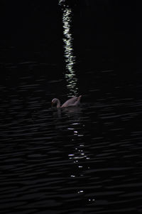 High angle view of person swimming in lake