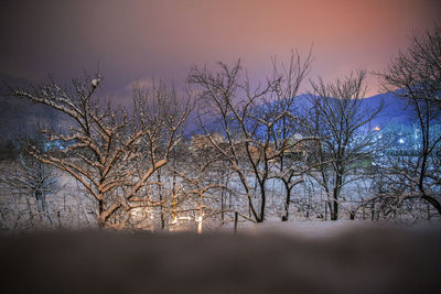 Bare trees on snow covered landscape
