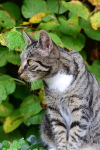 Close-up of cat sitting outdoors