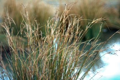 Close-up of wheat plants