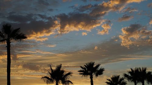 Low angle view of palm trees against cloudy sky