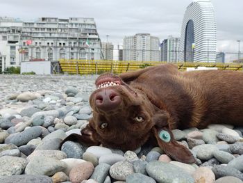 A dog lying on the seashore looks into the camera