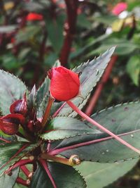 Close-up of red flowers blooming outdoors