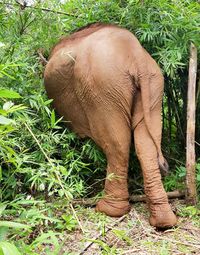 Rear view of elephant standing in forest