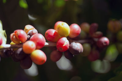 Close-up of berries growing on tree