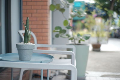 Close-up of potted plant on table against building