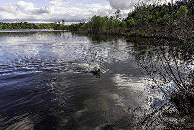 View of duck swimming in lake