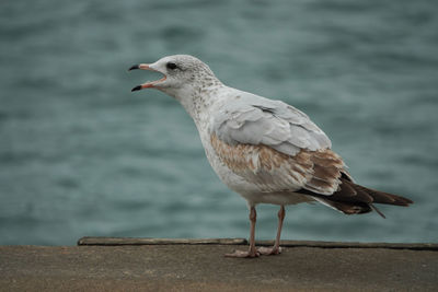 Close-up of seagull perching on a sea