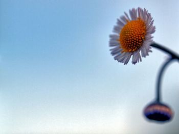 Close-up of flowers over white background