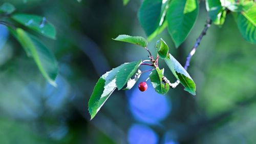 Close-up of berries growing on tree