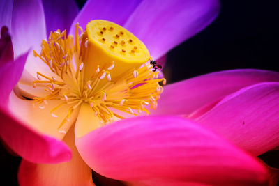 Close-up of insect on pink flower