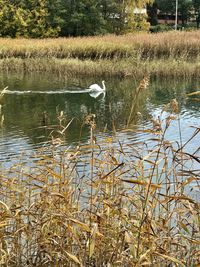 Duck swimming in lake