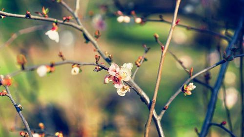 Close-up of flower buds