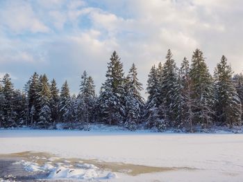 Trees on snow covered field against sky