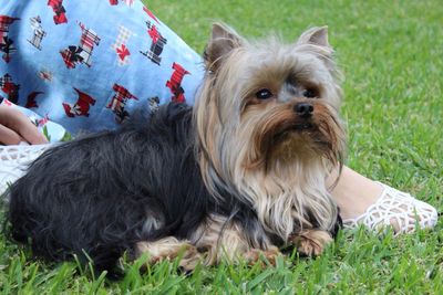 Close-up of dog relaxing on field