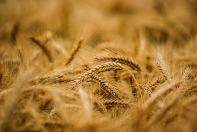 Close-up of wheat growing on field