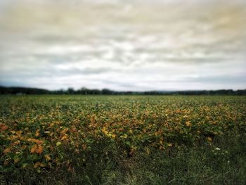 Crops growing on field against sky