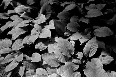 Full frame shot of flowering plants