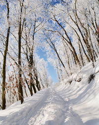 Bare trees on snow covered road in forest