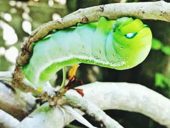 Close-up of lizard on plant