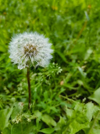 Close-up of dandelion flower on field