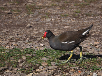 High angle view of duck on field