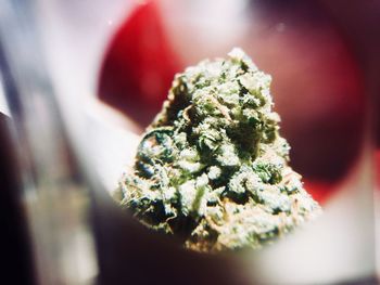 Close up of green plant