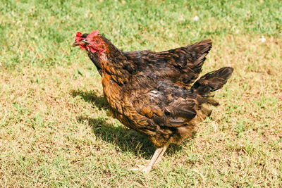 View of a bird on field