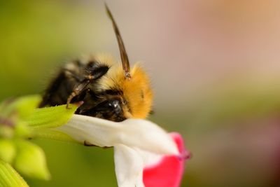 Close-up of bee on yellow flower