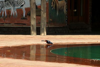 Bird perching on water