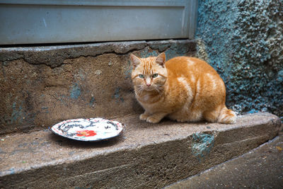 Portrait of cat sitting on wall