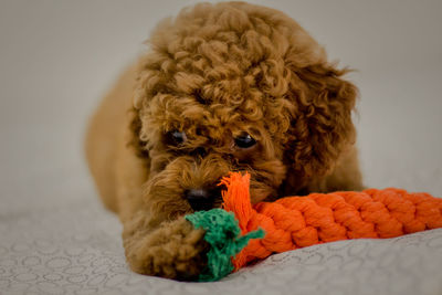 Close-up portrait of a dog at home