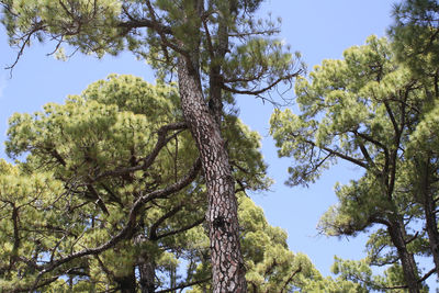 Low angle view of trees against sky