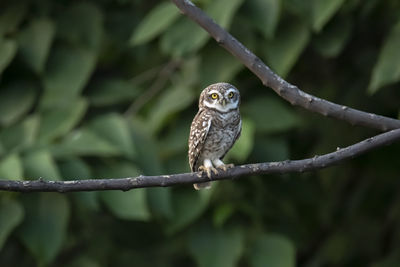 Bird perching on a branch