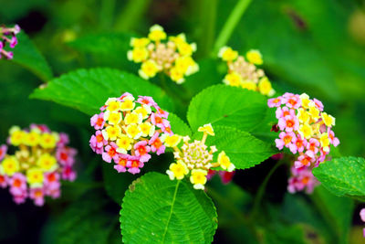 Close-up of flowering plant