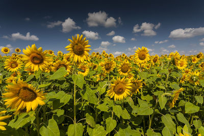 Sunflowers blooming on field against sky