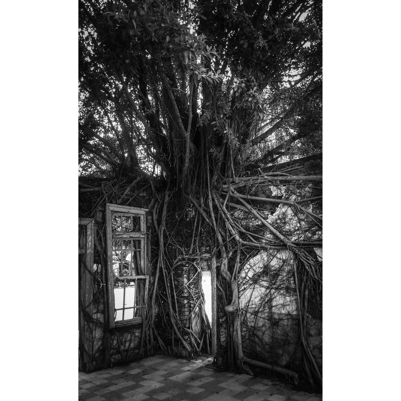 tree, plant, black and white, architecture, built structure, transfer print, no people, monochrome photography, auto post production filter, day, nature, building exterior, building, outdoors, monochrome, entrance, house, growth, door, branch
