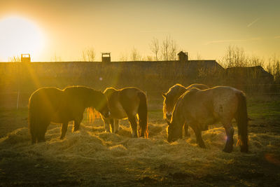 Horses grazing in field