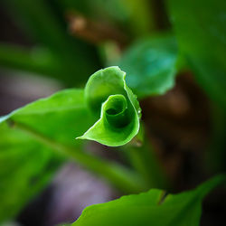 Close-up of fern leaf