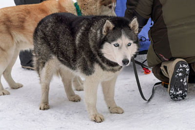 Low section of person with dog