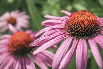 Close-up of pink flower