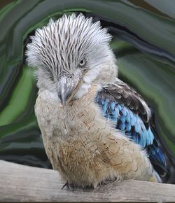 Close-up of owl perching