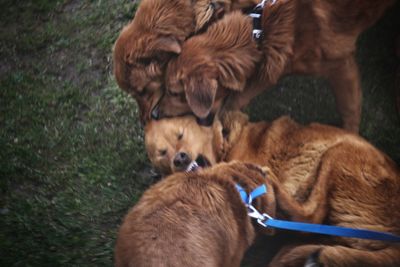 Two dogs on a field