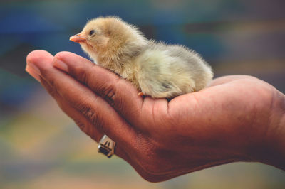 Close-up of a hand holding bird