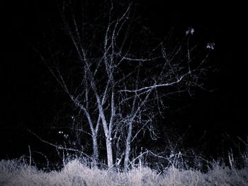 Firework display over bare trees in forest at night