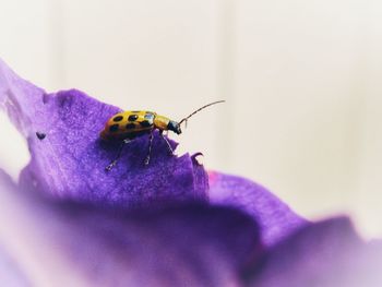 Close-up of insect pollinating on purple flower