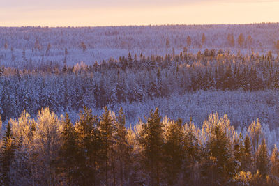 Trees in forest