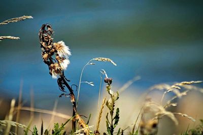 Close-up of plant against blurred background