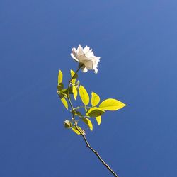 Low angle view of white flowers against clear blue sky