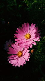 Close-up of cosmos flower blooming outdoors